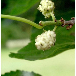 Nahaufnahme: Weiße Maulbeere (Morus alba) Frucht am Baum.