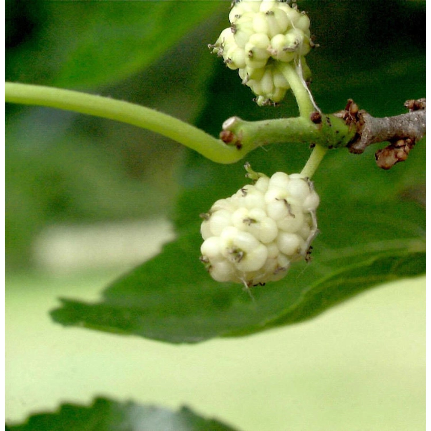 Weißer Maulbeerbaum 80-100cm - Morus alba