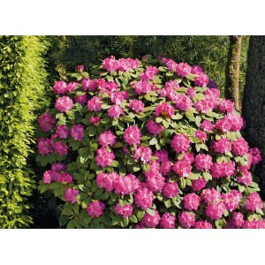 Rosa Rhododendron-Hybride Germania im Topf, ca. 30-40 cm hoch, blühend.