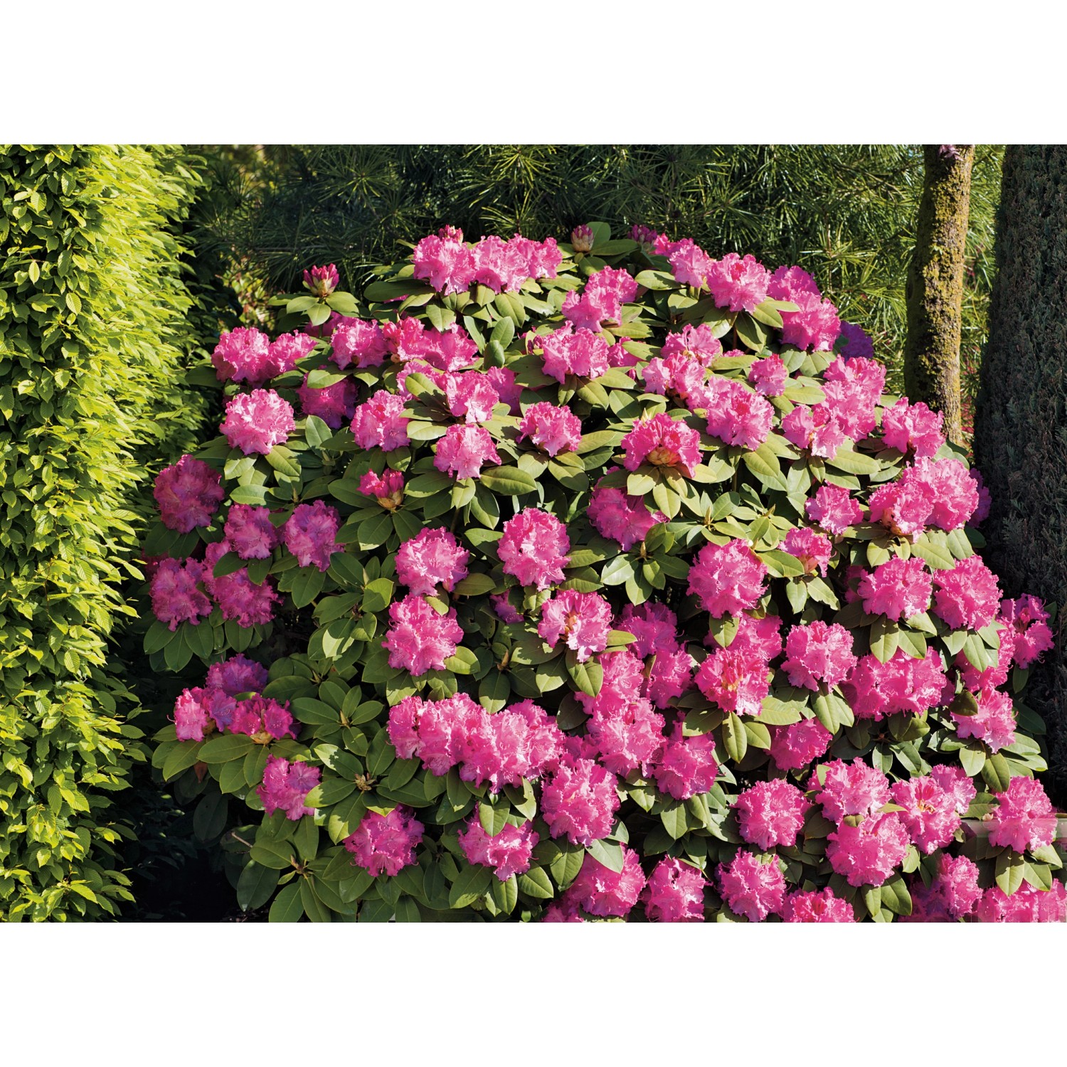 OBI Rhododendron-Hybride Germania Rosa Höhe ca. 30 - 40 cm Topf ca. 5 l