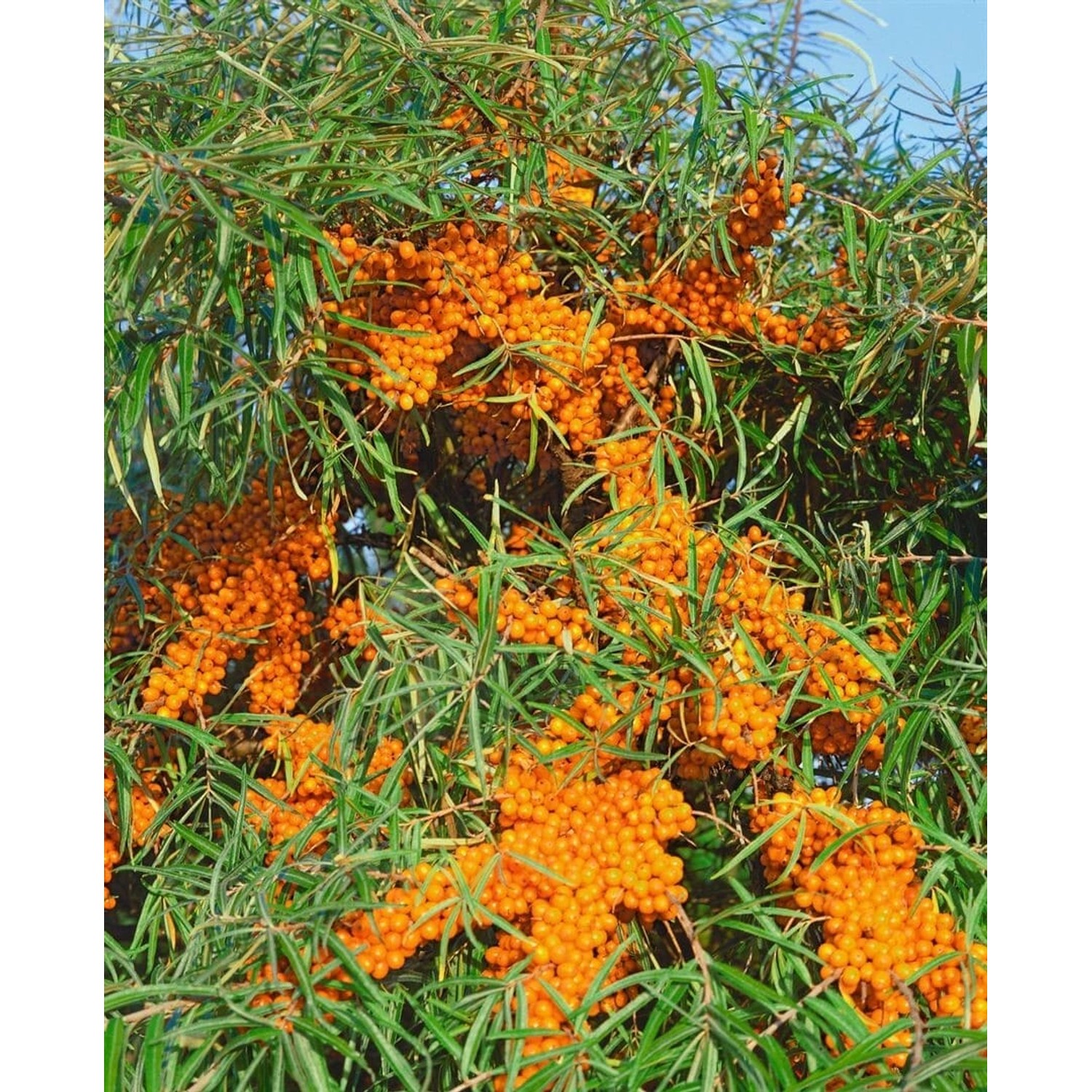 Hippophae Rhamnoides Askola Sanddorn 40–60 Cm Vitaminreich günstig online kaufen