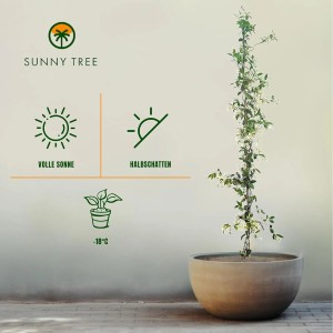 Toskanischer Jasmin im Topf: Immergrüne Kletterpflanze mit weißen Blüten, winterhart bis -18°C, Höhe 120cm.