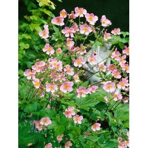 Rosa blühende Herbstanemone (Anemone Hupehensis Splendens) im 9x9 cm Topf.