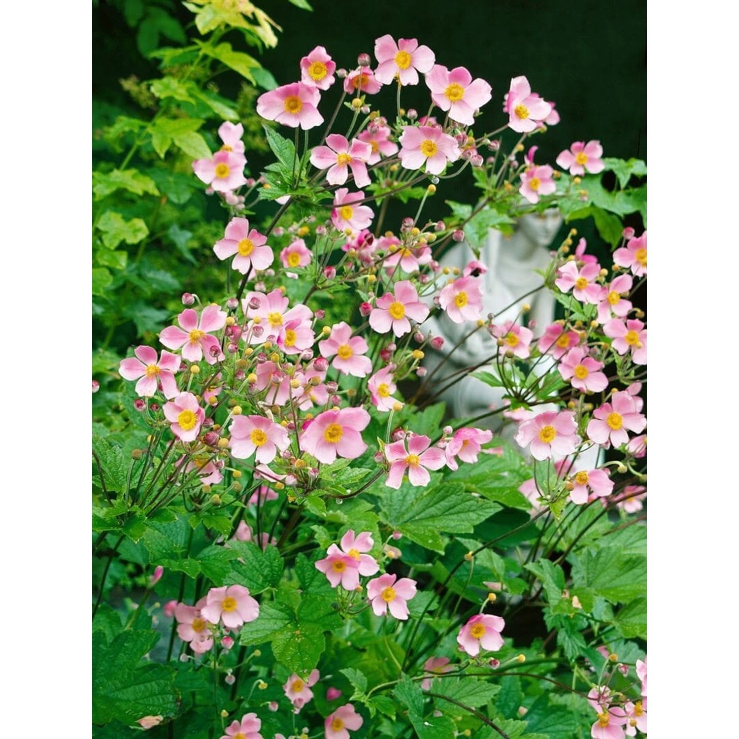 Anemone Hupehensis Splendens Herbstanemone Ca. 9x9 cm Topf günstig online kaufen