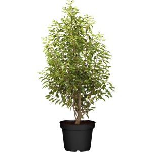 Portugiesischer Kirschlorbeer Angustifolia im Topf, ca. 100 cm hoch, immergrüne Heckenpflanze.