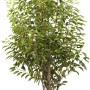 Portugiesischer Kirschlorbeer Angustifolia im Topf, ca. 100 cm hoch, immergrüne Heckenpflanze.