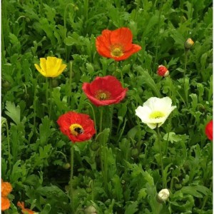 Mehrfarbige Islandmohn Stauden mit roten, gelben, orangen und weißen Blüten. Eine Hummel auf rotem Mohn.