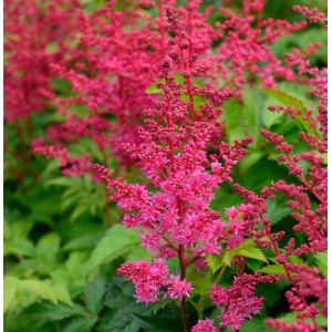 Prachtspiere 'Visions in Red': Astilbe mit leuchtend roten Blüten vor grünem Laub.