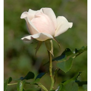 Zarte, hellrosa Floribundarose 'Dietrich Woessner' im Detail.