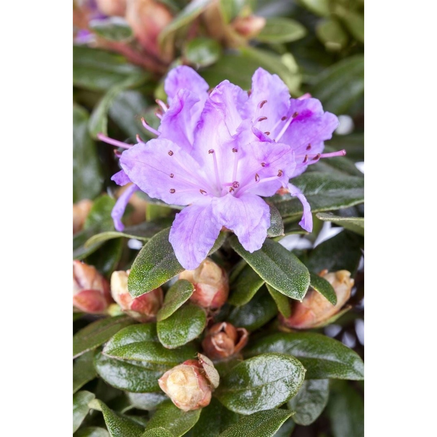 Rhododendron Impeditum Blue Tit Zwerg-Rhododendron Blau 25–30 cm günstig online kaufen