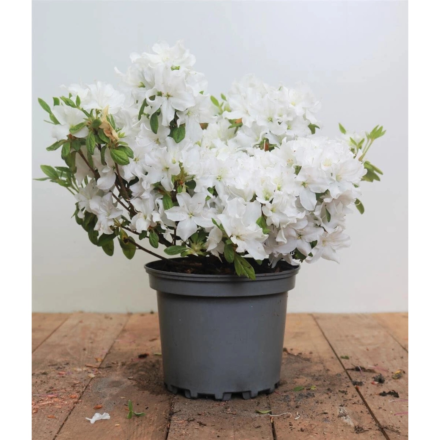 Rhododendron Obt. Kermesina Alba Weiß 15–20 cm günstig online kaufen
