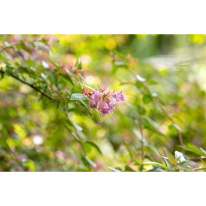 Abelia Edward Goucher Strauch mit rosa Blüten, 40-60 cm hoch.