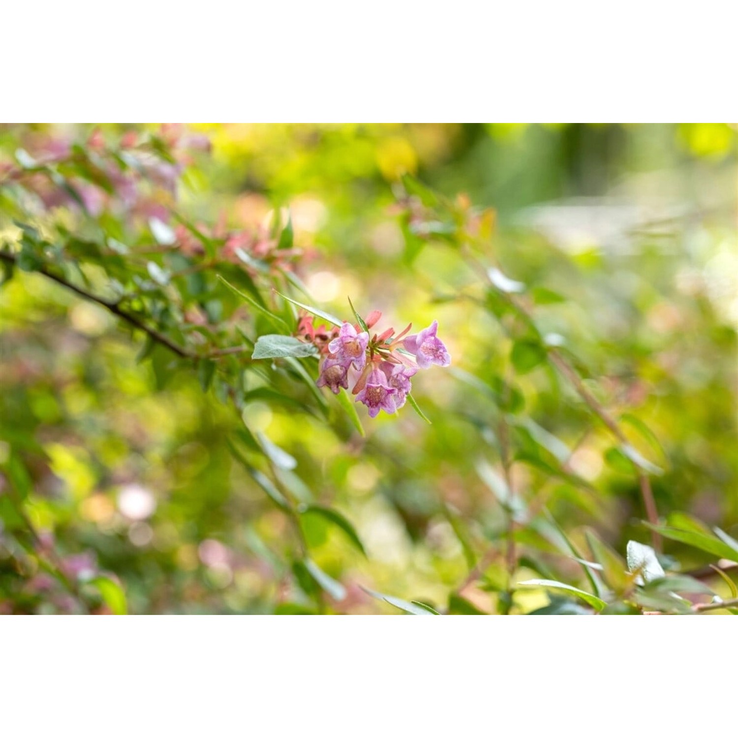Abelia Edward Goucher Rosa Blüten 40-60 cm günstig online kaufen