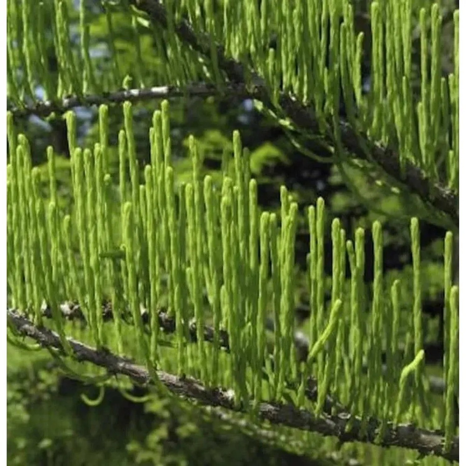 Hochstamm Aufsteigende Sumpfzypresse 40-60cm - Taxodium distichum