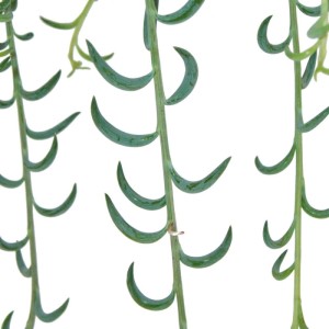 Detailaufnahme der Bananen-Halskette (Senecio Radicans), einer grünen Ampelpflanze mit bananenförmigen Blättern.