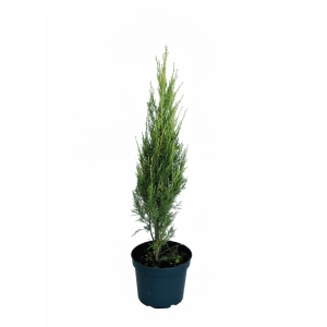 Blauer Zypressen Wacholder Blue Arrow als Topfpflanze. Schmaler, säulenförmiger Nadelbaum mit blau-grünen Nadeln.
