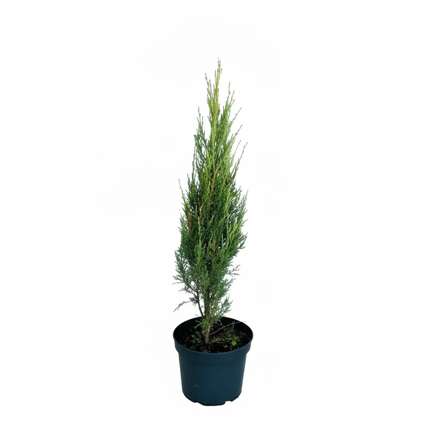 Baumfink Blauer Zypressen Wacholder Blue Arrow als Topfpflanze 60-80cm