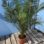 Sunny-Tree Palme Phoenix Canariensis 160 cm Kanarische Dattelpalme Palme für den Innen- und Außenbereich_4