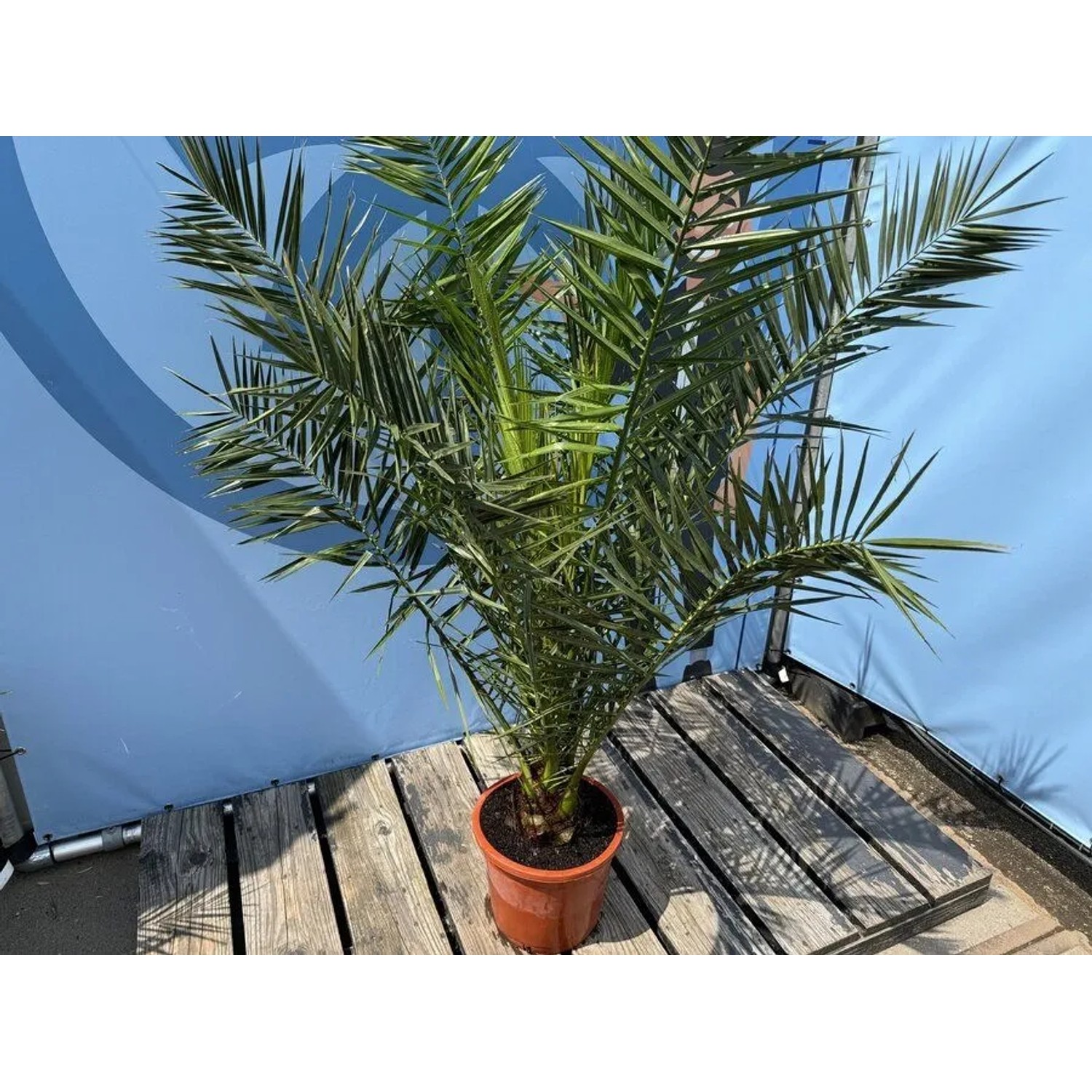 Sunny-Tree Palme Phoenix Canariensis 160 cm Kanarische Dattelpalme Palme für den Innen- und Außenbereich_4