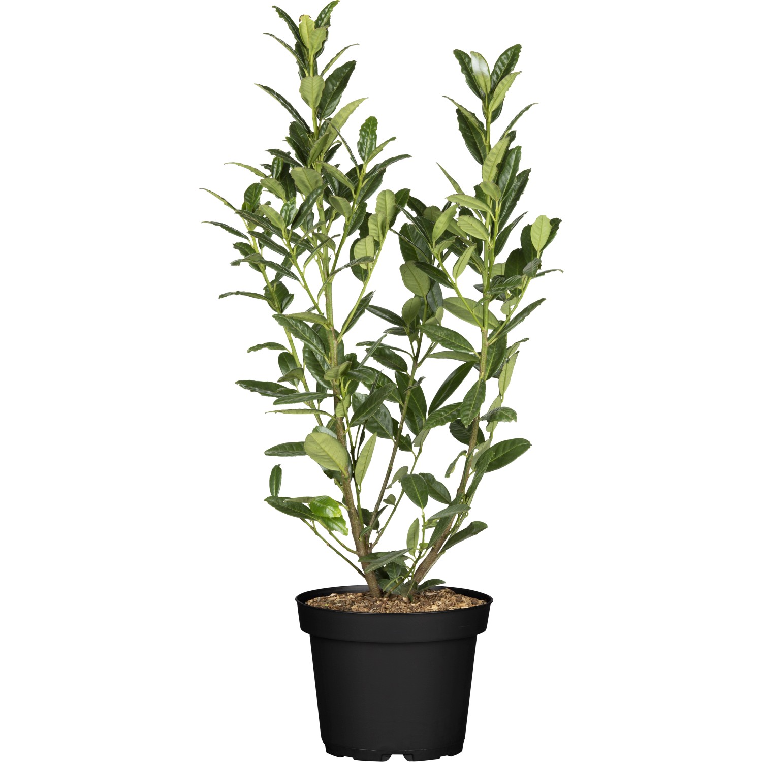 Kirschlorbeer Green Torch Höhe ca. 60 - 80 cm Topf ca. 7,5 l Prunus