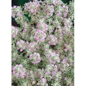 Zitronenthymian 'Silver King' mit silbrig-grünen Blättern und zartrosa Blüten.