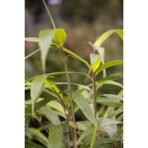 Detailaufnahme des grünen Japanischen Pfeilbambus (Pseudosasa japonica).