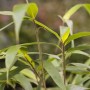 Detailaufnahme des grünen Japanischen Pfeilbambus (Pseudosasa japonica).