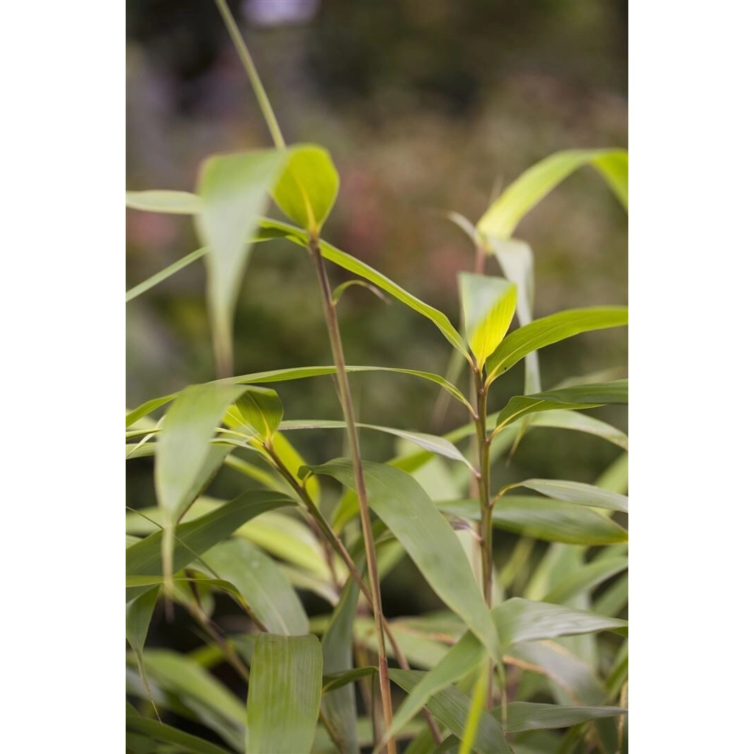 Pseudosasa Japonica Japanischer Pfeilbambus 150–175 cm günstig online kaufen