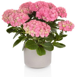 Rosa Gartenhortensie 'Hi Island Pink' im Topf, ca. 30-40 cm hoch.