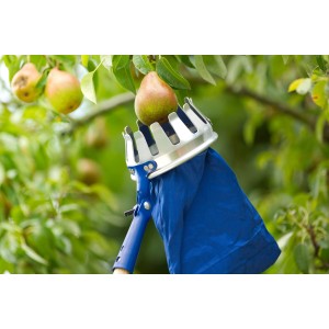 LUX Obstpflücker Classic beim Ernten einer Birne am Baum, Erntehelfer mit blauem Auffangsack.