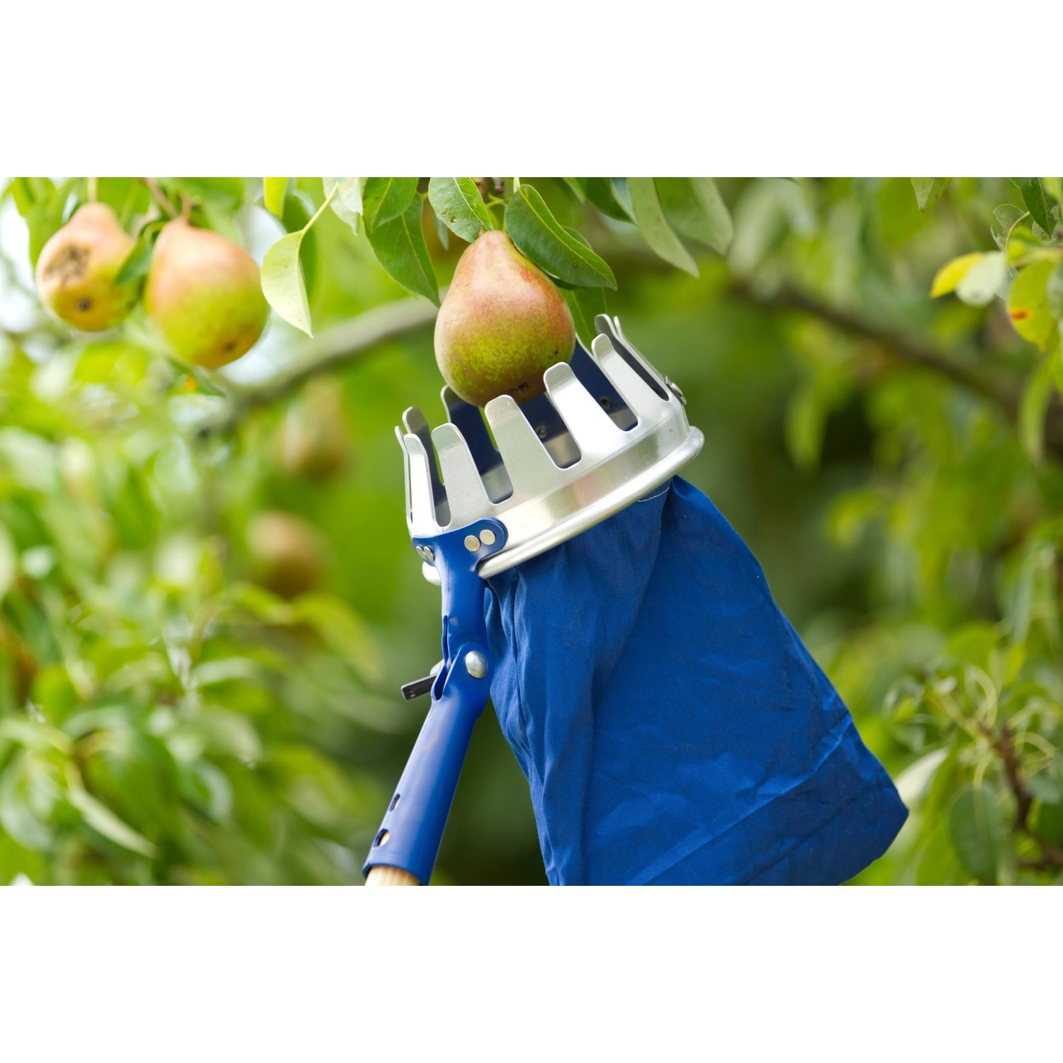 Obstpflücker Mit Teleskopstange Aus Edelstahl – Rostfrei, Verstellbar, Für Zitronen, Birnen, Mangos & Eicheln, Inkl. Stoffbeutel