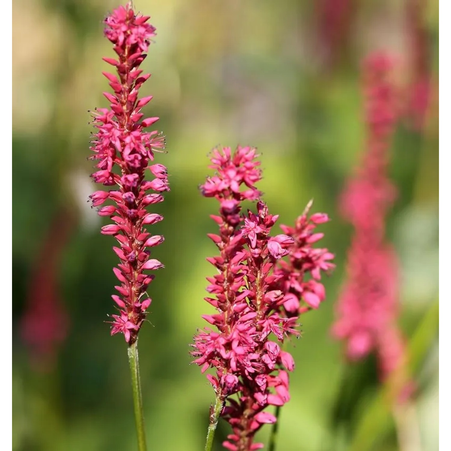 Kerzenknöterich Orange Field - Persicaria amplexicaulis