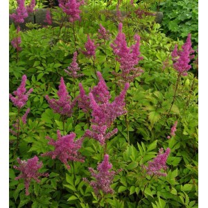 Prachtspiere 'Gloria Purpurea' mit pinkfarbenen Blüten und grünen Blättern im Garten.