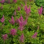 Prachtspiere 'Gloria Purpurea' mit pinkfarbenen Blüten und grünen Blättern im Garten.
