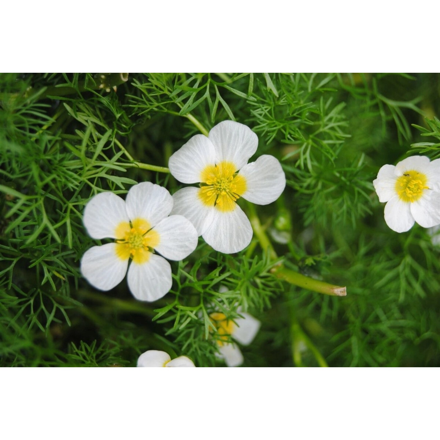 Ranunculus Aquatilis Wasserhahnenfuß Ca. 9x9 cm Topf günstig online kaufen