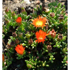 Orange Mittagsblümchen (Delosperma cooperi) als Bodendecker im Garten.