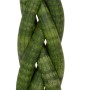 Bogenhanf 'Sanseveria Cylindrica' im Topf, geflochtene Optik, eine dekorative Sukkulente von GROW by OBI.