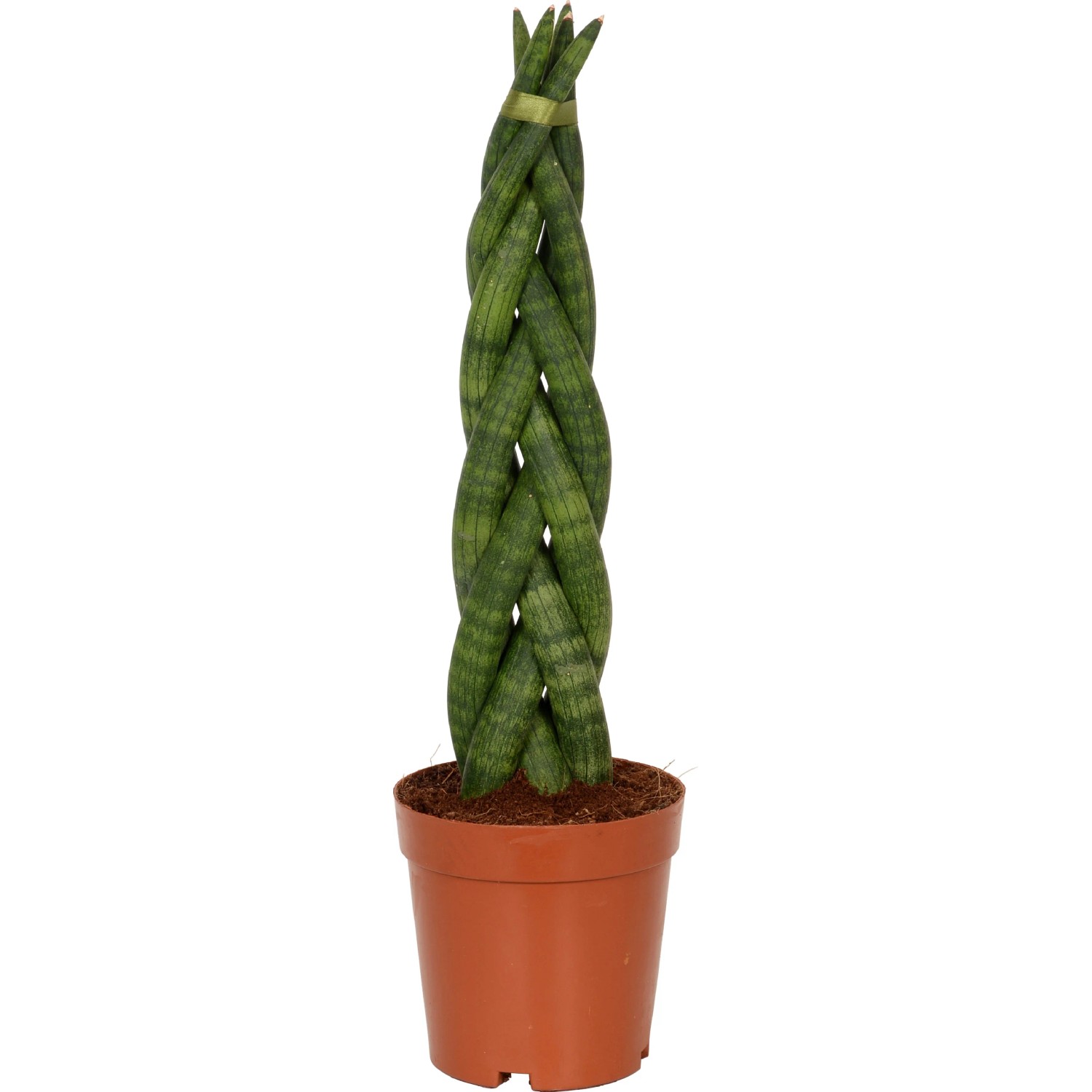 Bogenhanf 'Sanseveria Cylindrica' im Topf, geflochtene Optik, eine dekorative Sukkulente von GROW by OBI.