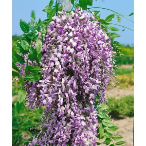 Üppiger, violett blühender Blauregen (Wisteria Floribunda Domino/Issai) an einer Rankhilfe.