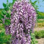 Üppiger, violett blühender Blauregen (Wisteria Floribunda Domino/Issai) an einer Rankhilfe.