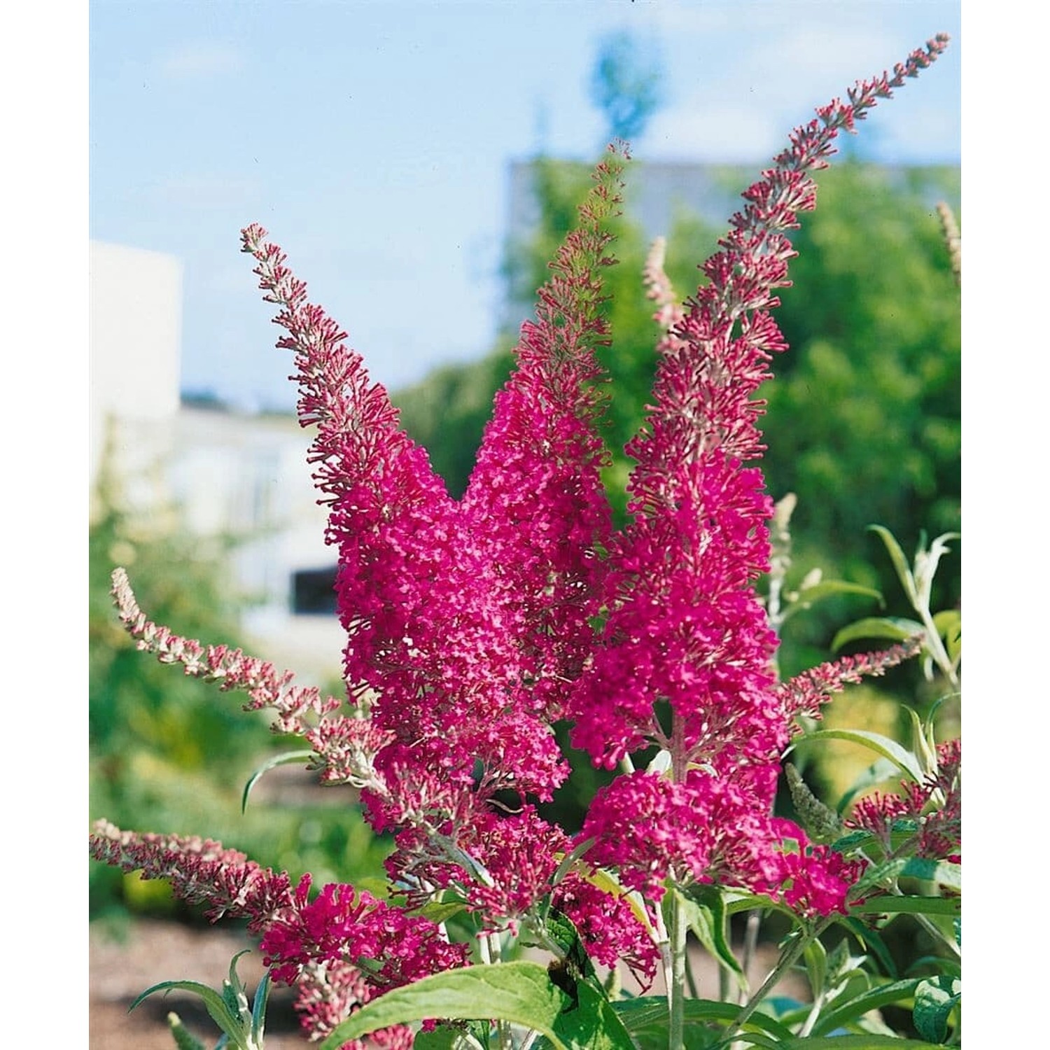 Buddleja Davidii Schmetterlingsstrauch Summer Beauty 80-100 cm günstig online kaufen