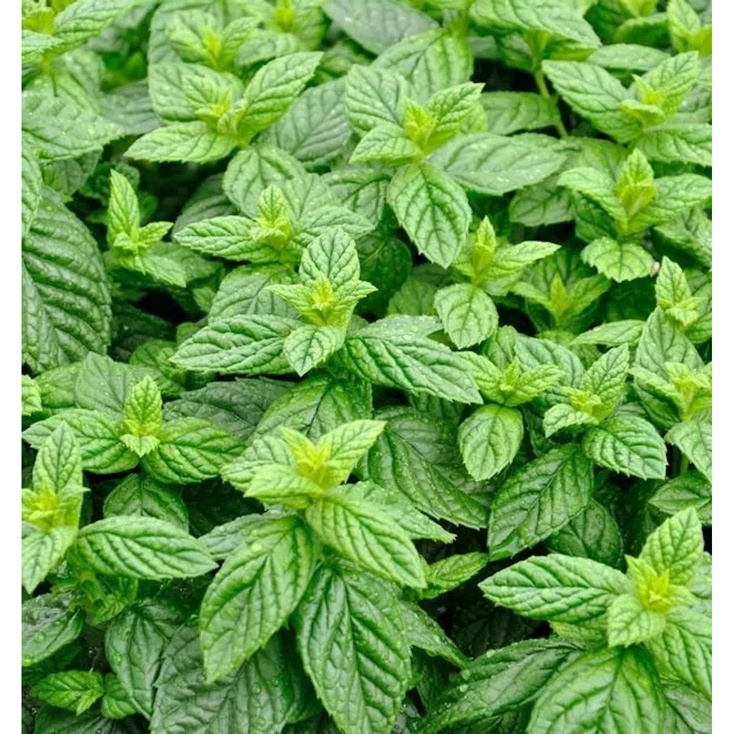 Grüne Minze - Mentha spicata