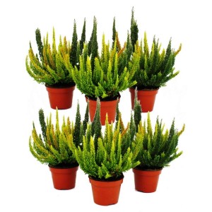 Set aus 6 grünen Exotenherz Calluna Heidekräutern im 11cm Topf. Winterharte Besenheide in verschiedenen Grüntönen.