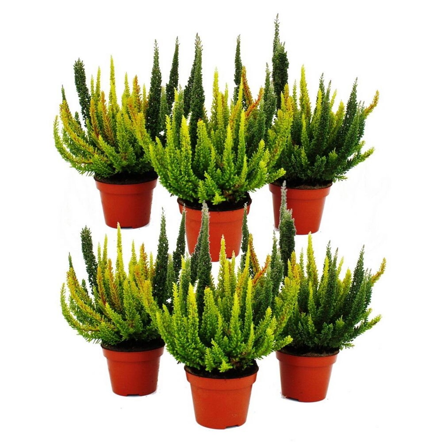 Exotenherz Calluna Green Nature Grüne Besenheide Heidekraut Winterhart 11cm günstig online kaufen