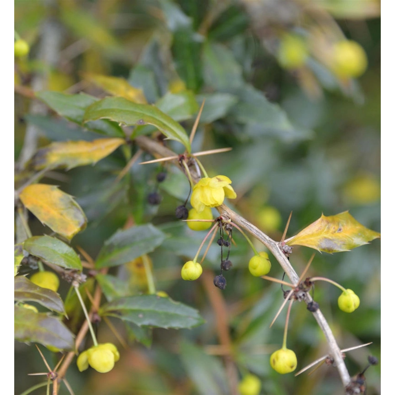 Immergrüne Lanzenberberitze Klugowski 40-50cm - Berberis gagnepainii Klugow günstig online kaufen