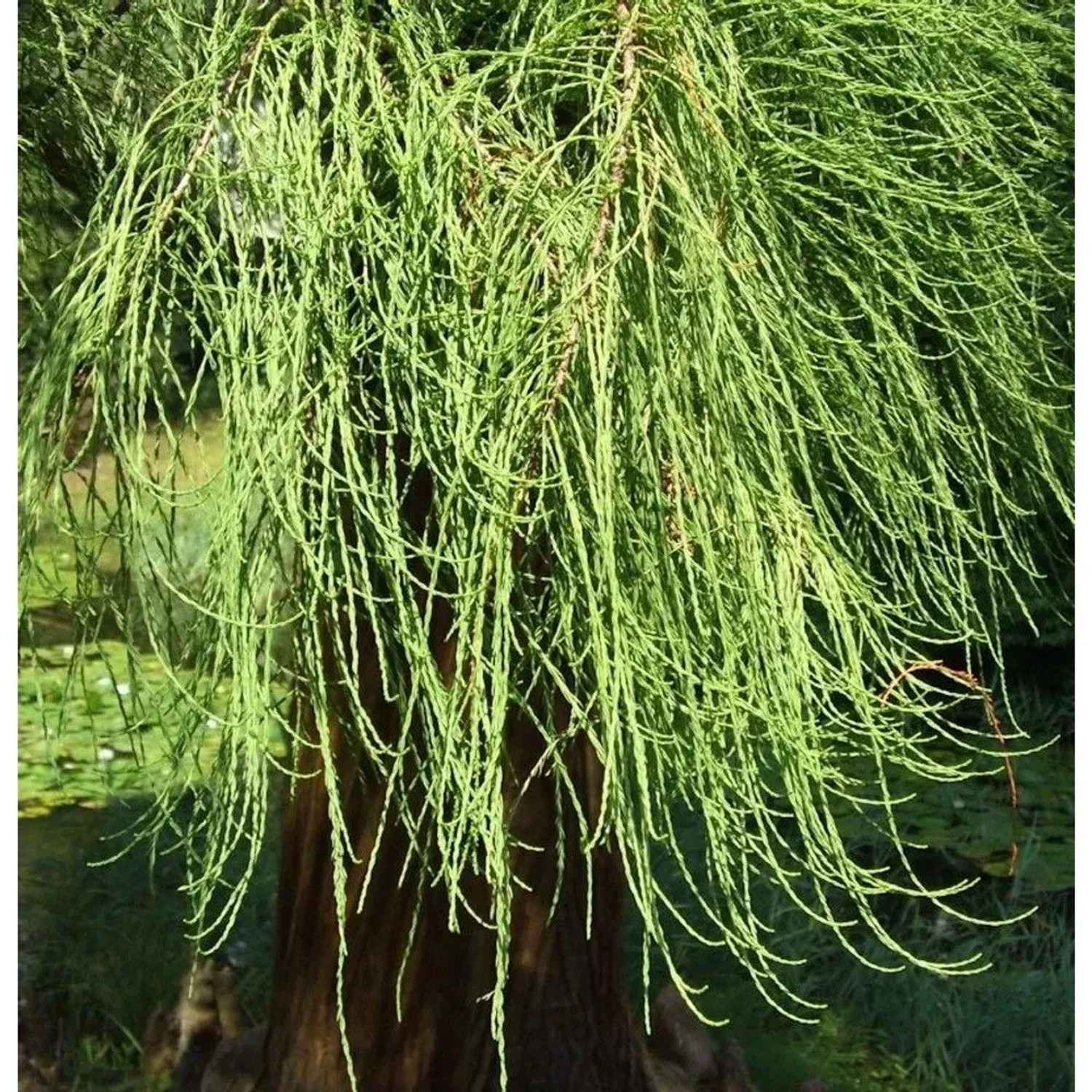 Hochstamm Sumpfzypresse Cascade Falls 100-125cm - Taxodium distichum