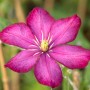 Nahaufnahme der roten Clematis Hybride 'Rouge Cardinal' Blüte. Waldrebe im Detail.