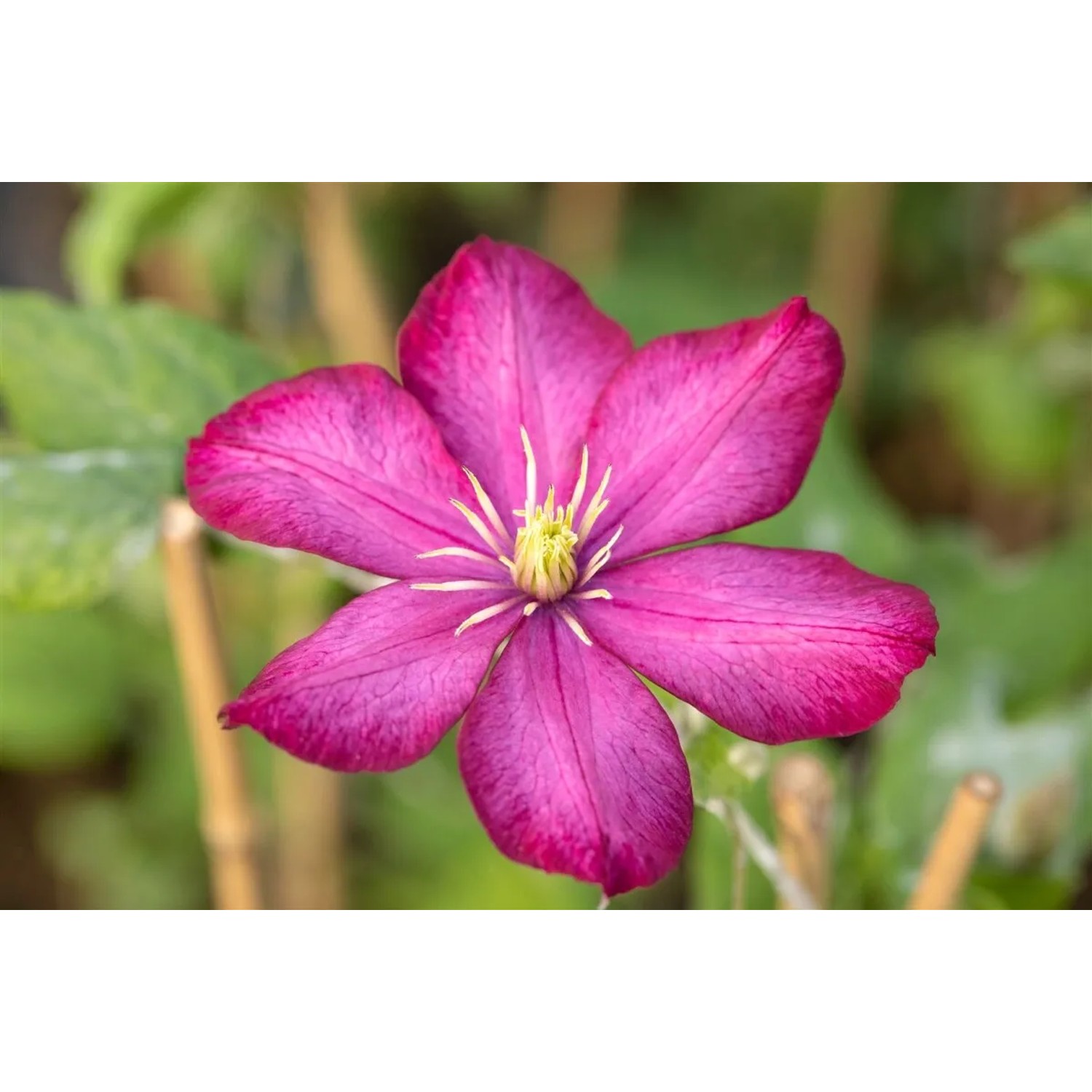 Nahaufnahme der roten Clematis Hybride 'Rouge Cardinal' Blüte. Waldrebe im Detail.