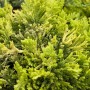 Goldgelber Kriechwacholder 'Golden Carpet', ein attraktiver Bodendecker für sonnige Standorte.