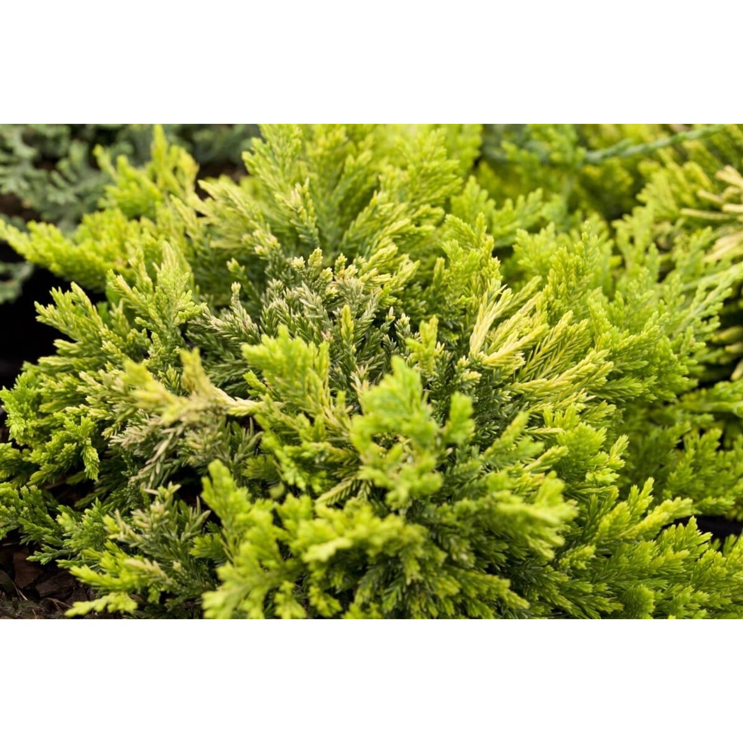 Juniperus Horizontalis Golden Carpet Kriech-Wacholder Goldgelb 20–25 cm günstig online kaufen